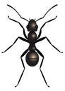 Ant Royalty Free Stock Photo