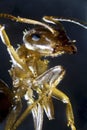 Ant Royalty Free Stock Photo