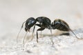 Ant Royalty Free Stock Photo