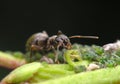 Ant Royalty Free Stock Photo