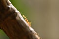 Ant action standing on tree branch - Close up fire ant walk macro shot insect in nature red ant is very small selective focus and Royalty Free Stock Photo