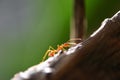 Ant action standing on tree branch - Close up fire ant walk macro shot insect in nature red ant is very small selective focus and Royalty Free Stock Photo