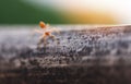 Ant action standing on tree branch with morning sunlight - Close up fire ant walk macro shot insect in nature red ant is very