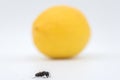 Ant against lemon and white background