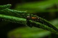 Ant, animals, macro, insect, arthropod, nature, invertebrate Royalty Free Stock Photo