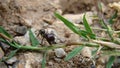 Ant An ant cuts a piece of grass ants are working house of ants ants in their natural habitat. ants at the entrance to the ant mo