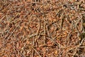 Abstract background the aboveground part of the Nest of twigs an Royalty Free Stock Photo