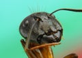 Ants close up