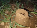 Ant, ants house, mud house, grass, field, Royalty Free Stock Photo