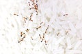 Ant, ants on rice, swarm small red ants in rice seed white selective focus Royalty Free Stock Photo