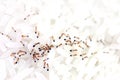 Ant, ants on rice, swarm small red ants in rice seed white selective focus Royalty Free Stock Photo