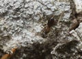 Ant and aphid on aspen bark