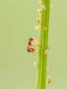 Ant and aphid on plants Royalty Free Stock Photo