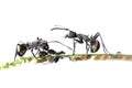 Ant and aphid symbiosis Royalty Free Stock Photo
