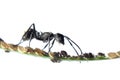 Ant and aphid symbiosis Royalty Free Stock Photo