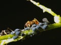 Ant with aphids Royalty Free Stock Photo