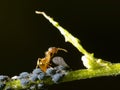 Ant with aphids Royalty Free Stock Photo