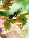 Ant with aphids Royalty Free Stock Photo