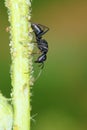 Ant and aphids Royalty Free Stock Photo