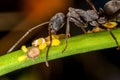 An ant and aphids Royalty Free Stock Photo