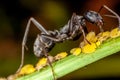 An ant and aphids Royalty Free Stock Photo