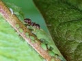 Ant and Aphids Royalty Free Stock Photo