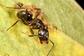 Ant and aphids on leaf. Extreme close up. Mutualism in insect world. Royalty Free Stock Photo