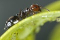 Ant with aphids on a leaf of a plant. Colony of plant parasites and ants Royalty Free Stock Photo