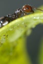 Ant with aphids on a leaf of a plant. Colony of plant parasites and ants Royalty Free Stock Photo