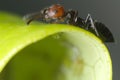 Ant with aphids on a leaf of a plant. Colony of plant parasites and ants Royalty Free Stock Photo