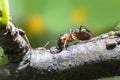 Ant aphids suck
