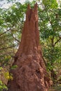 ant architecture in Gambian forest