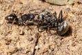 Ant attacking spider (macro) Royalty Free Stock Photo