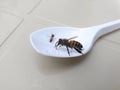 Ant and bee eating sugar water from a spoon. Close-up bee drinking water Royalty Free Stock Photo