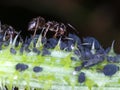 Ant and Black Aphids