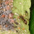 Ant and Black and green Aphids