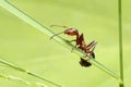 Ant on a blade of grass. Royalty Free Stock Photo