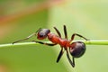 Ant on a blade of grass. Royalty Free Stock Photo
