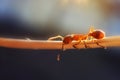 Ant on a branch close-up, macro photo. Nice soft sunlight.