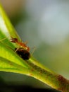 Ant branch on green leafs background Royalty Free Stock Photo