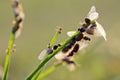 Ant breeding Royalty Free Stock Photo