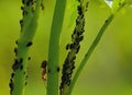 An ant brought out a herd of aphids on the grass to graze Royalty Free Stock Photo