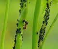 An ant brought out a herd of aphids on the grass to graze Royalty Free Stock Photo