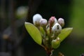 ant on a bud of a pear blossom Royalty Free Stock Photo
