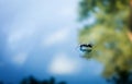 Ant bug insect on the car with reflection. Royalty Free Stock Photo