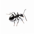 Graceful Black Ant Silhouette On White Background