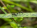 Ant are caring for the larvae of aphids Royalty Free Stock Photo