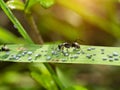 Ant are caring for the larvae of aphids Royalty Free Stock Photo