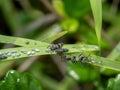 Ant are caring for the larvae of aphids Royalty Free Stock Photo