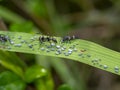Ant are caring for the larvae of aphids Royalty Free Stock Photo